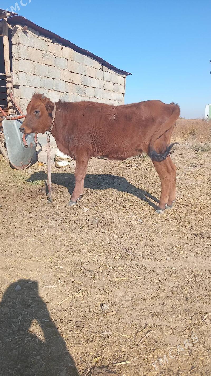 sygyr tuwe mallar - Кака - img 3