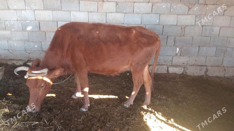 sygyr tuwe mallar - Кака - img 1