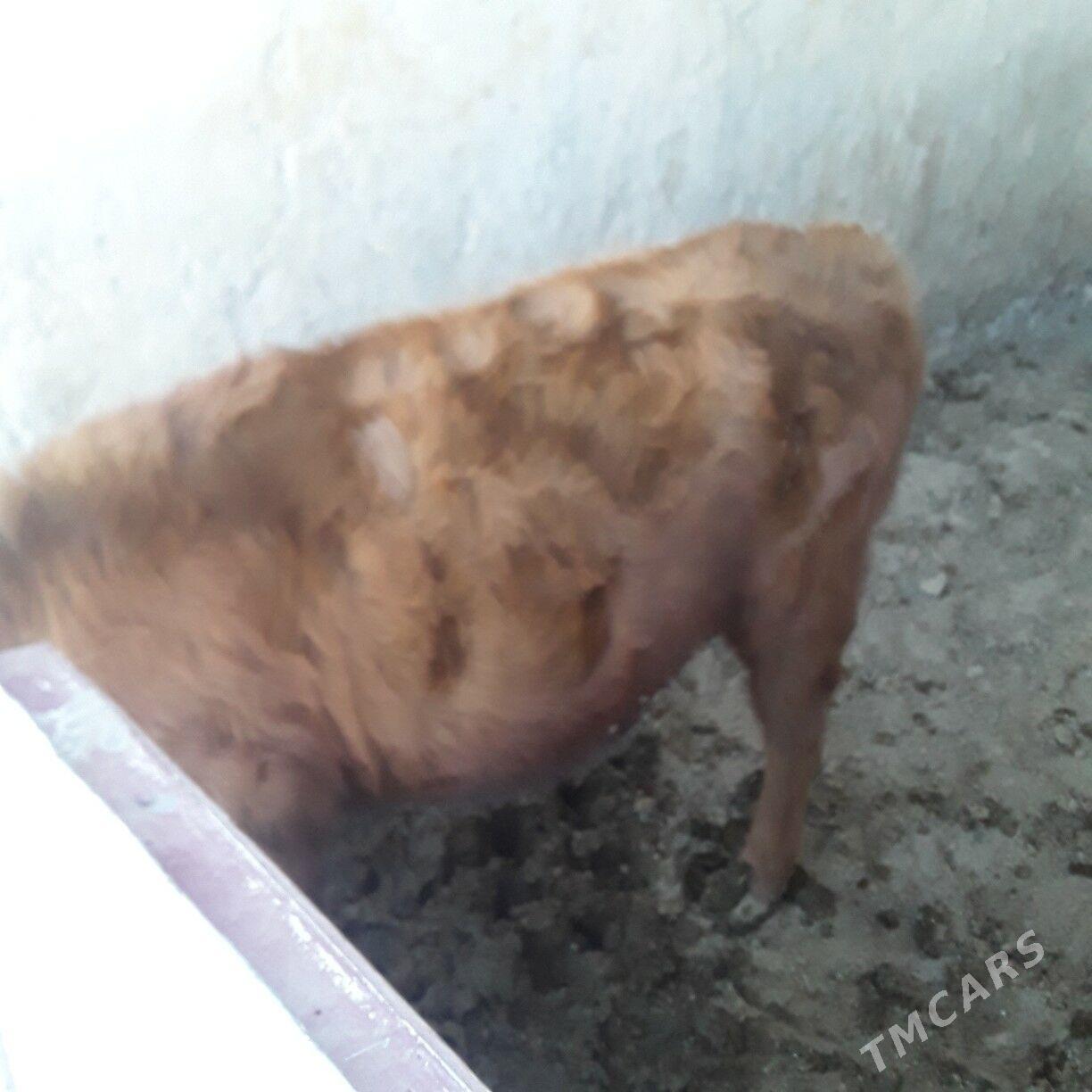 öküz şwes - Бузмеин - img 2