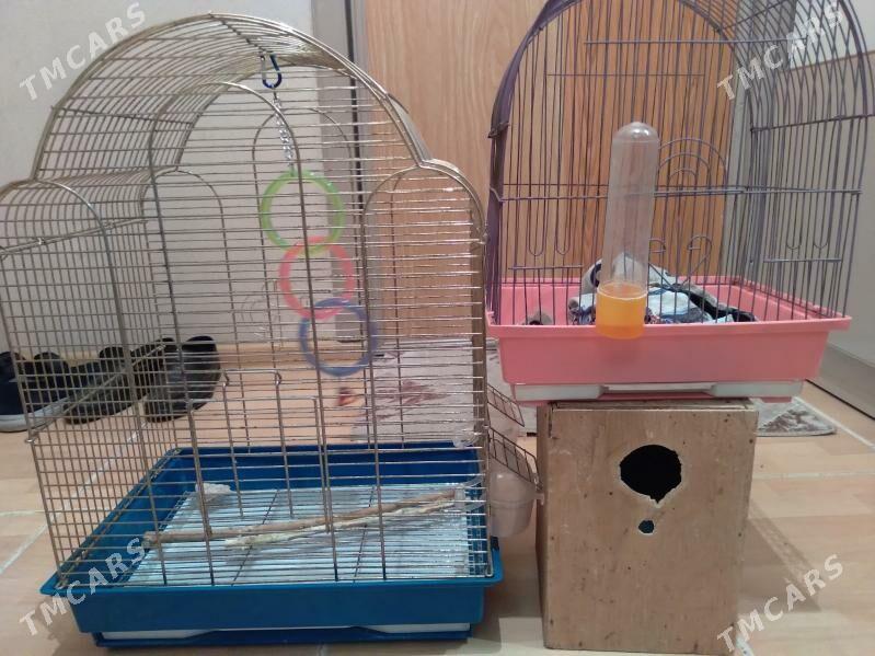 клетка - Aşgabat - img 5