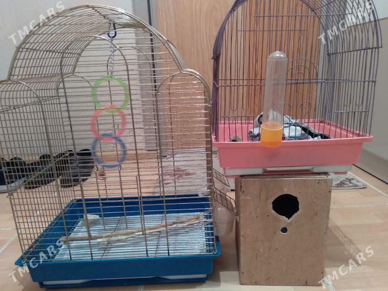 клетка - Aşgabat - img 6