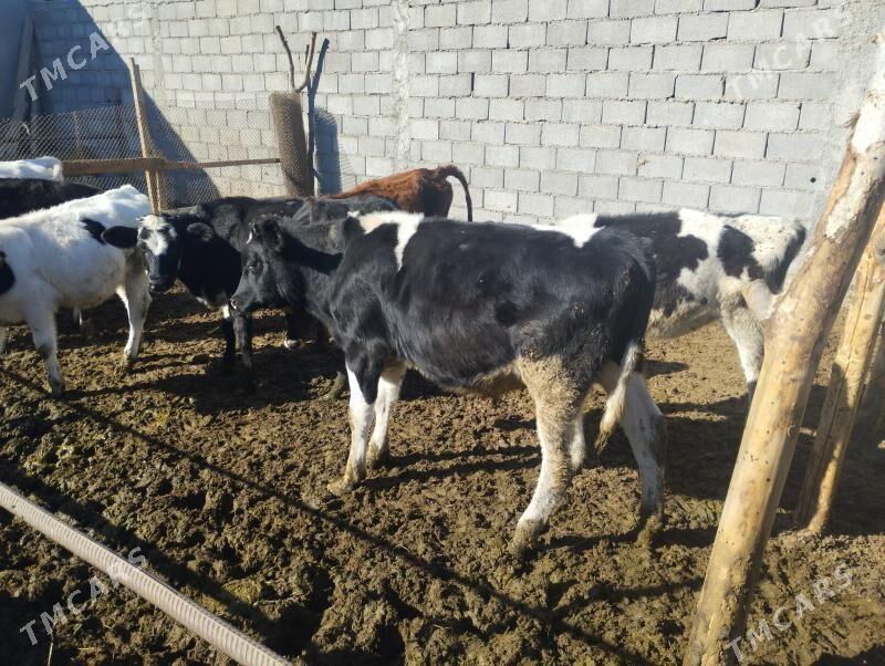 Sgyrlar we okuzler - Кипджак - img 7