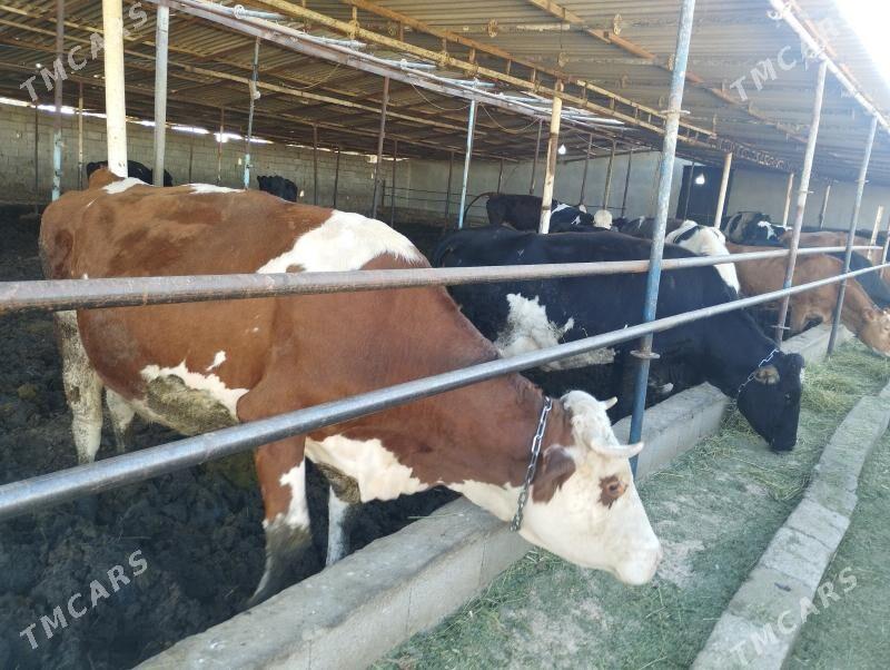 Sgyrlar we okuzler - Кипджак - img 4