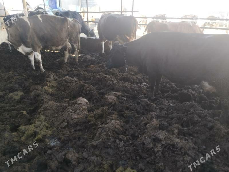 Sgyrlar we okuzler - Кипджак - img 2