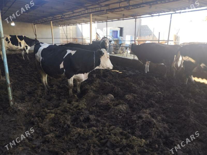 Sgyrlar we okuzler - Кипджак - img 5