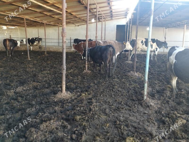 Sgyrlar we okuzler - Кипджак - img 6