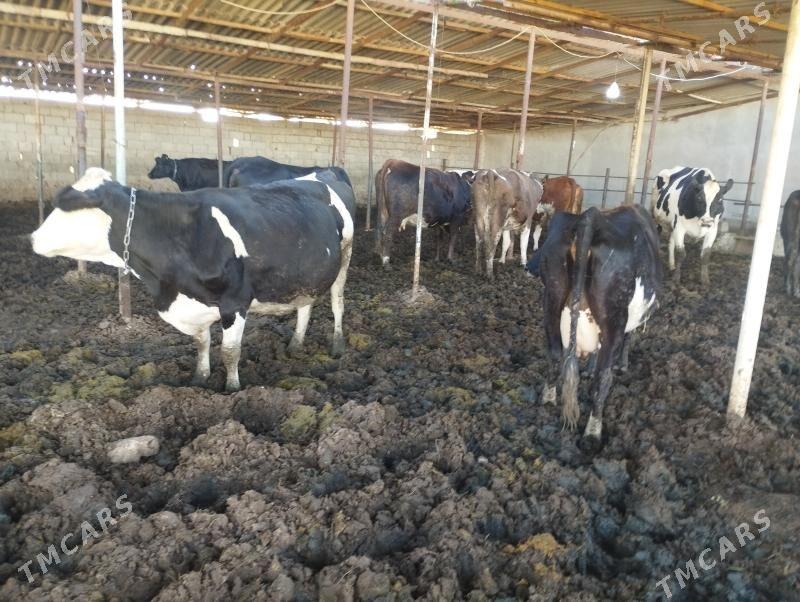 Sgyrlar we okuzler - Кипджак - img 3