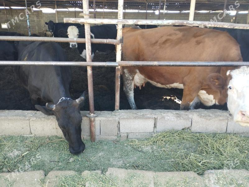 Sgyrlar we okuzler - Кипджак - img 1