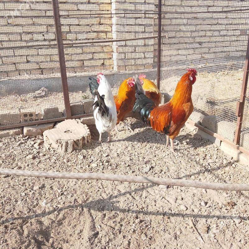 Ýaş horazlar - Чарджоу - img 3