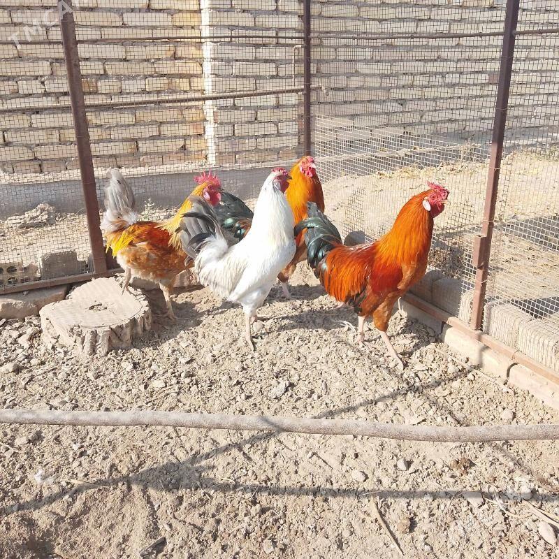 Ýaş horazlar - Чарджоу - img 8