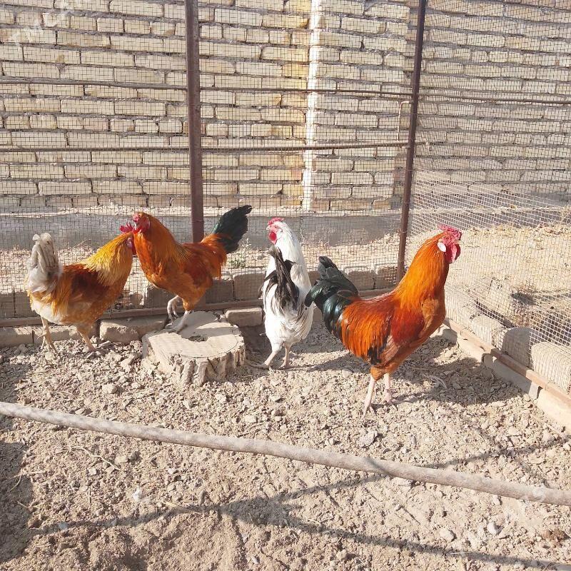 Ýaş horazlar - Чарджоу - img 2