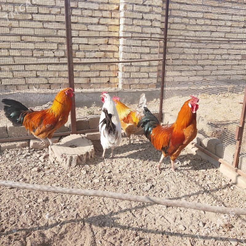 Ýaş horazlar - Чарджоу - img 4