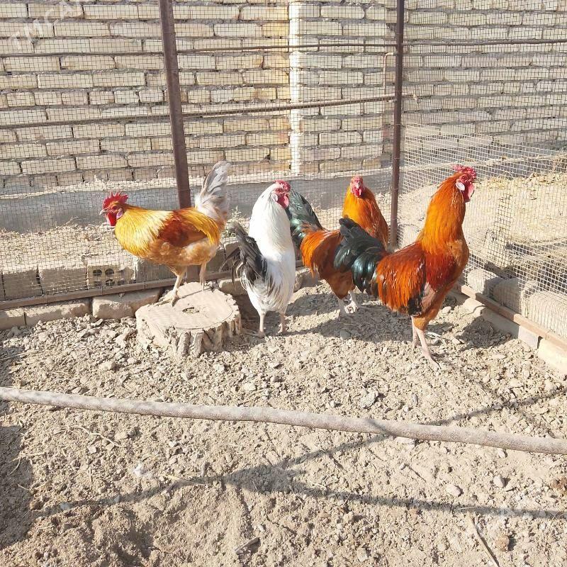 Ýaş horazlar - Чарджоу - img 5