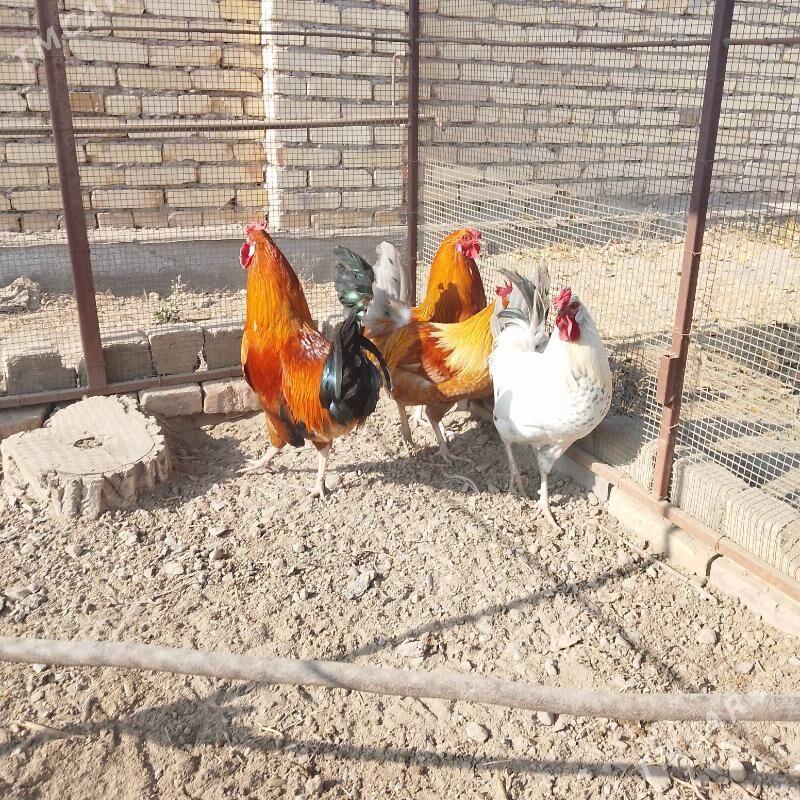 Ýaş horazlar - Чарджоу - img 6