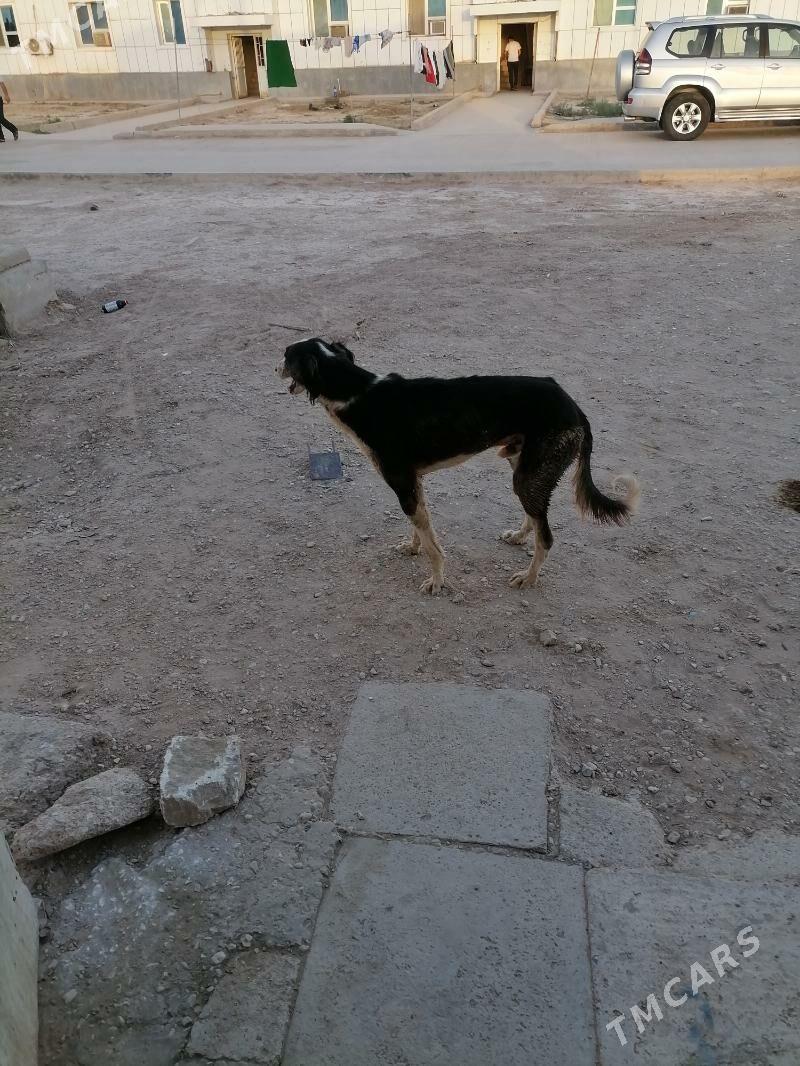 Tazy - Джебел - img 3