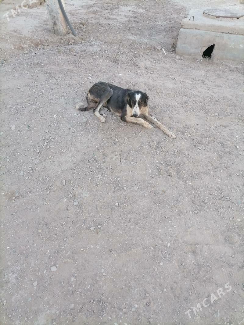 Tazy - Джебел - img 2