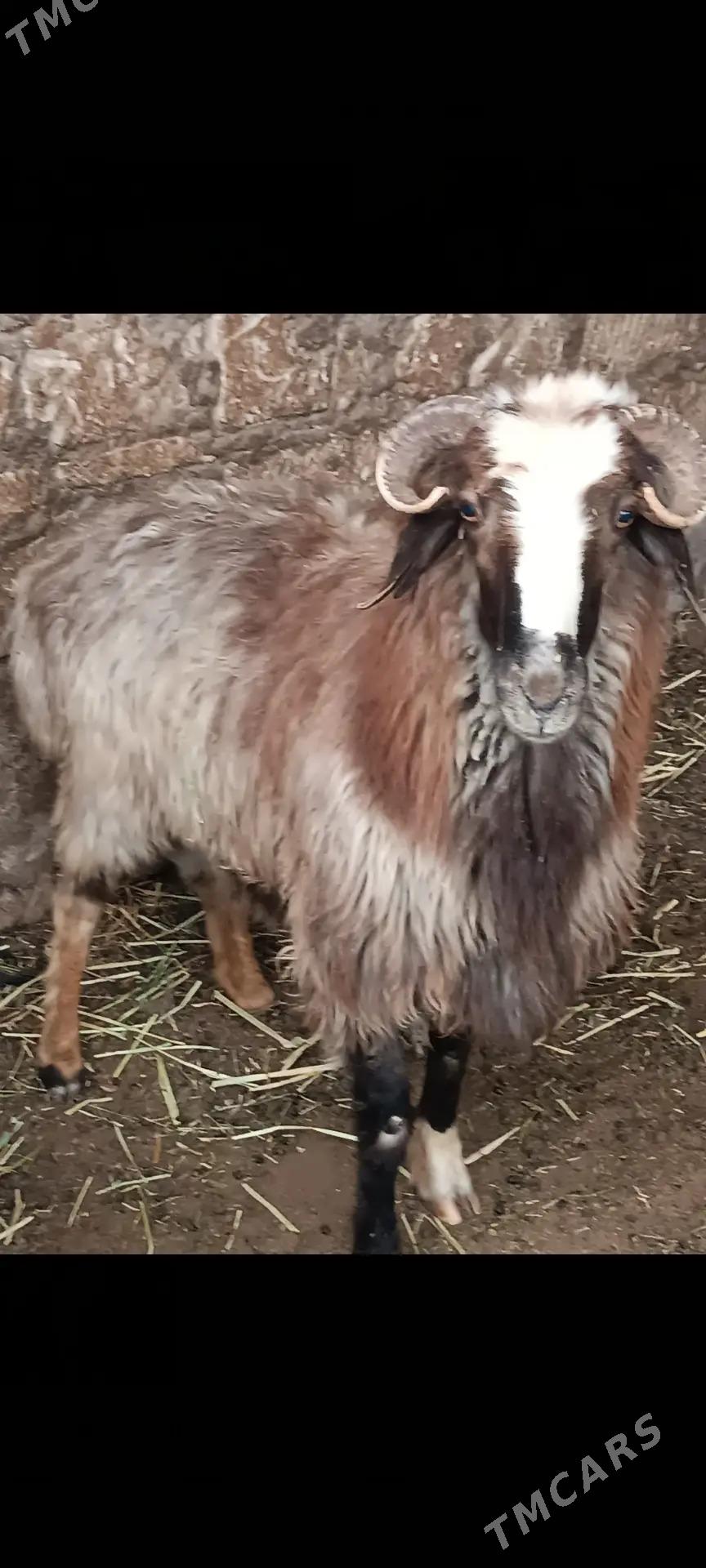 goc goyun - Балканабат - img 3