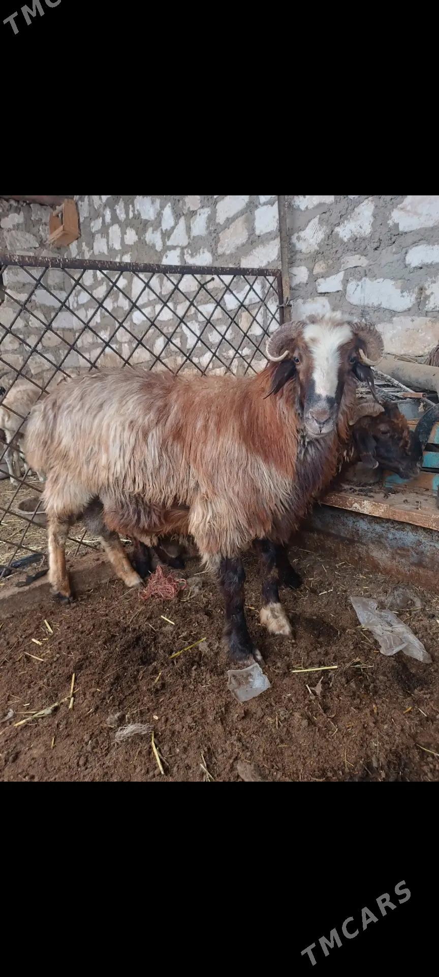 goc goyun - Балканабат - img 2