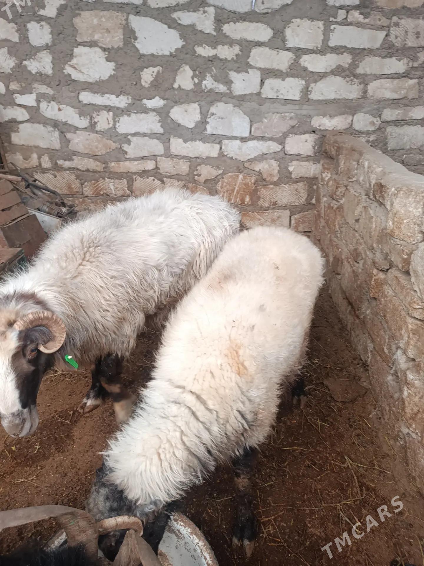 goc goyun - Балканабат - img 4