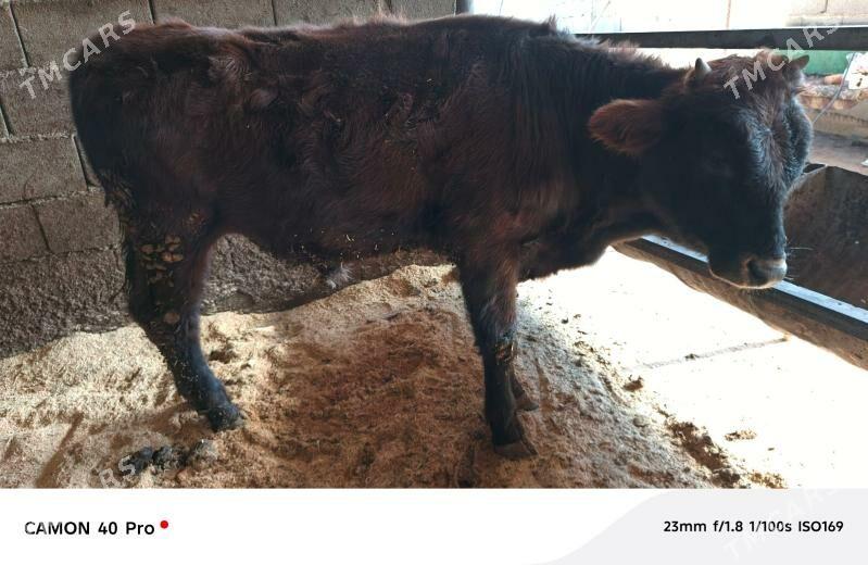 öküz - Ашхабад - img 3