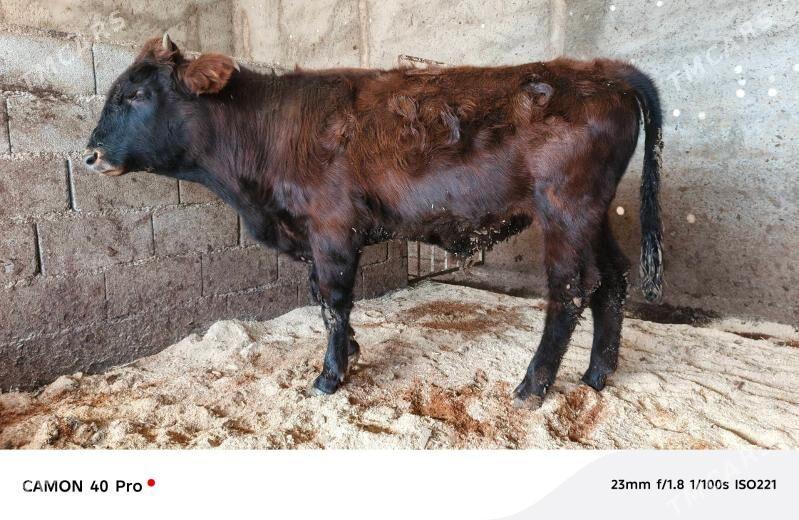 öküz - Ашхабад - img 2