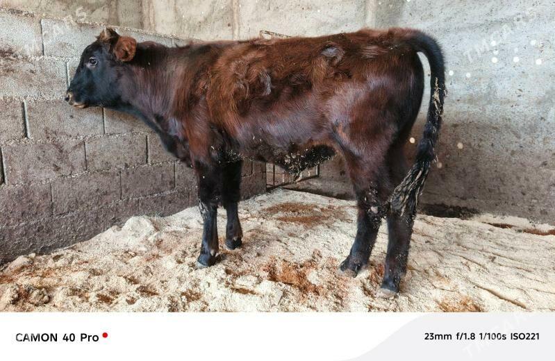 öküz - Ашхабад - img 4