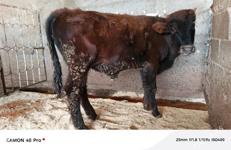 öküz - Ашхабад - img 5