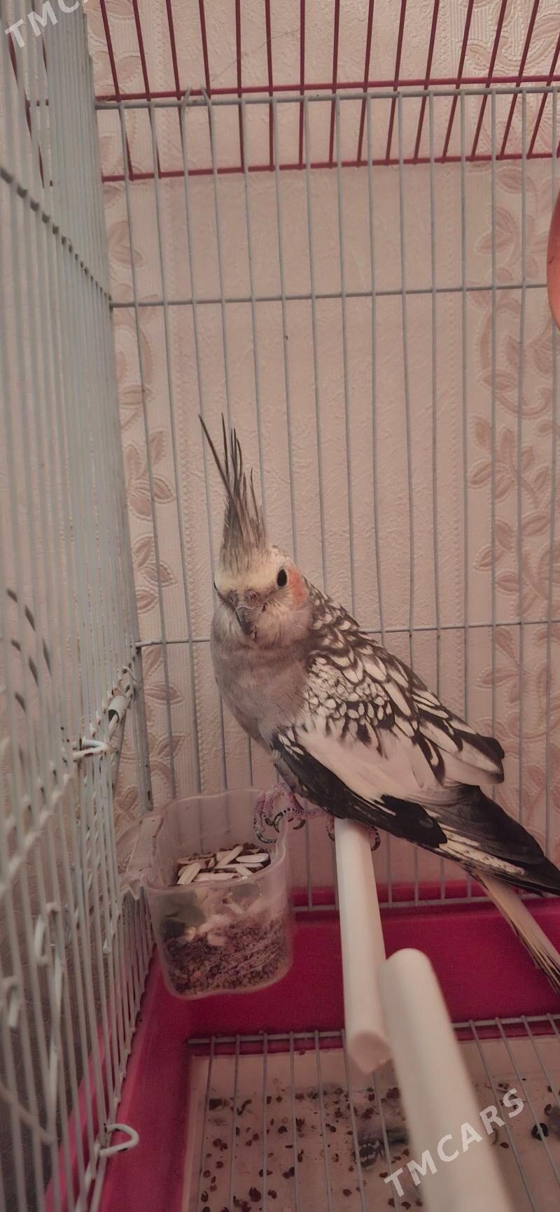 gus ulysy papugay - Туркменабат - img 1