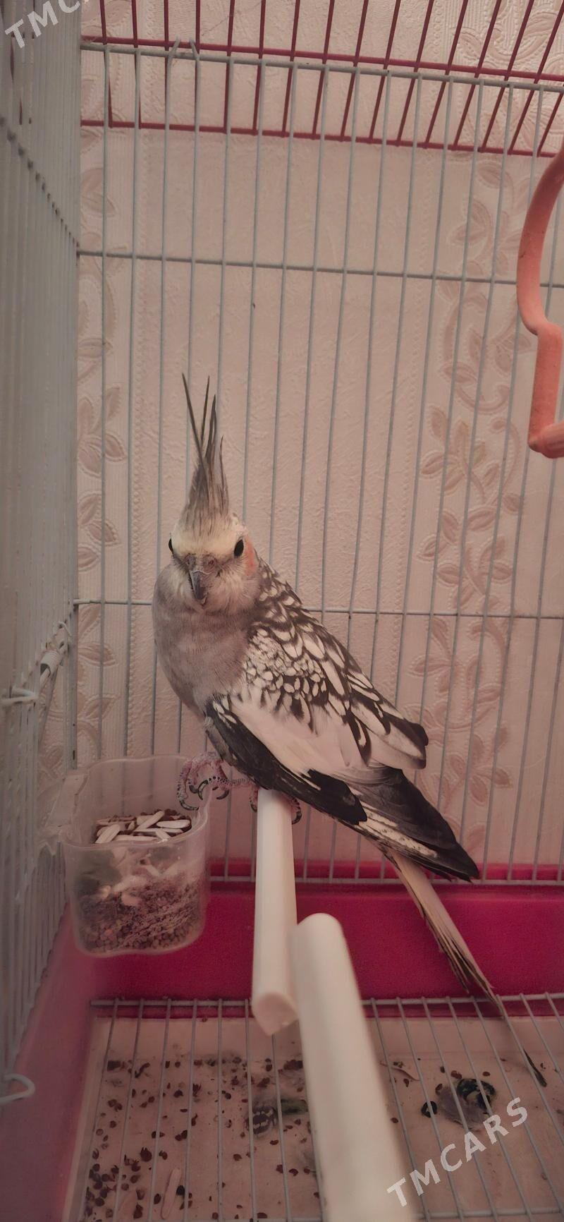 gus ulysy papugay - Туркменабат - img 3