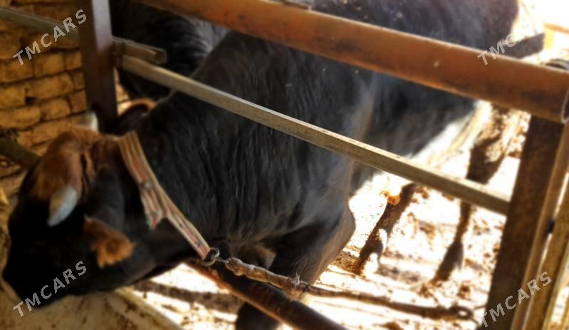 okuz - Garadamak Şor - img 3