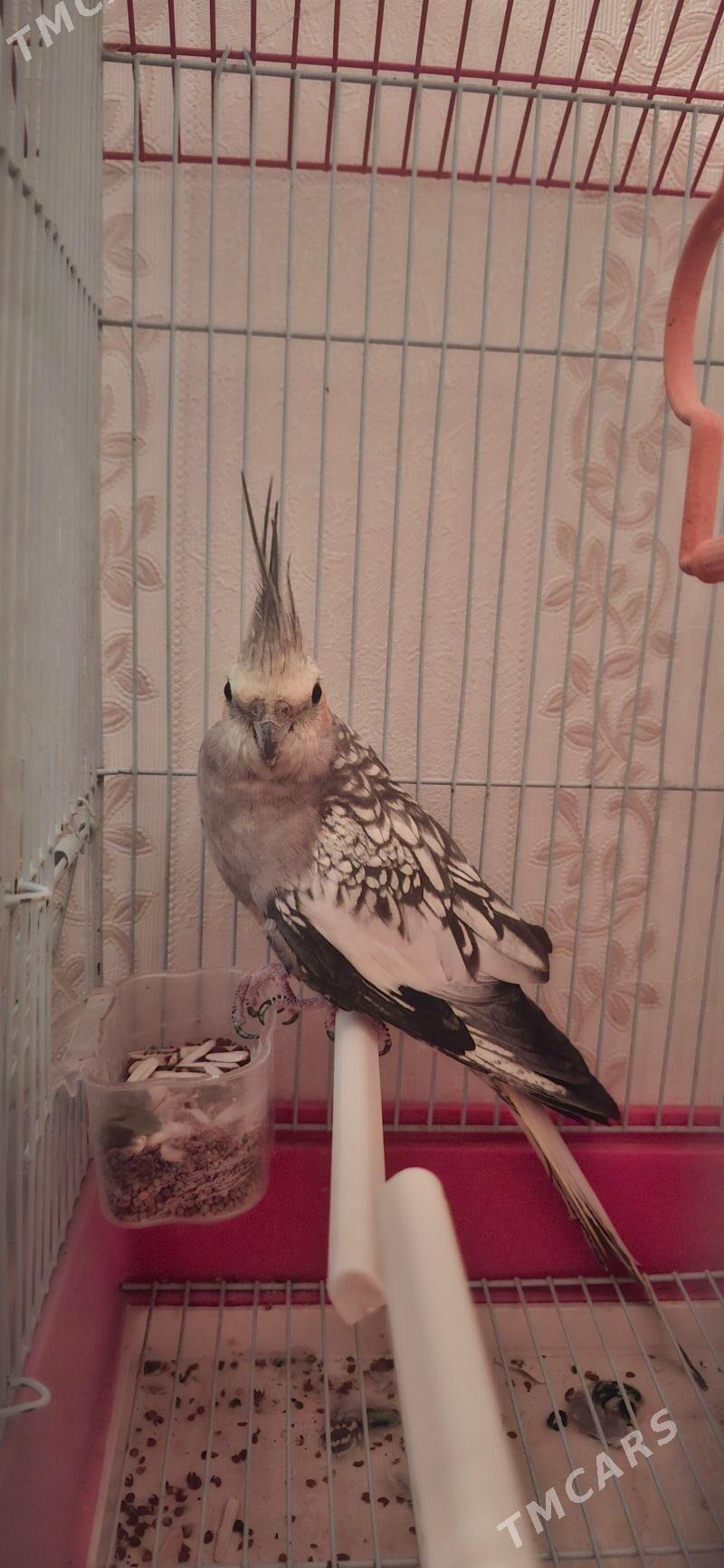 gus ulysy papugay - Туркменабат - img 2