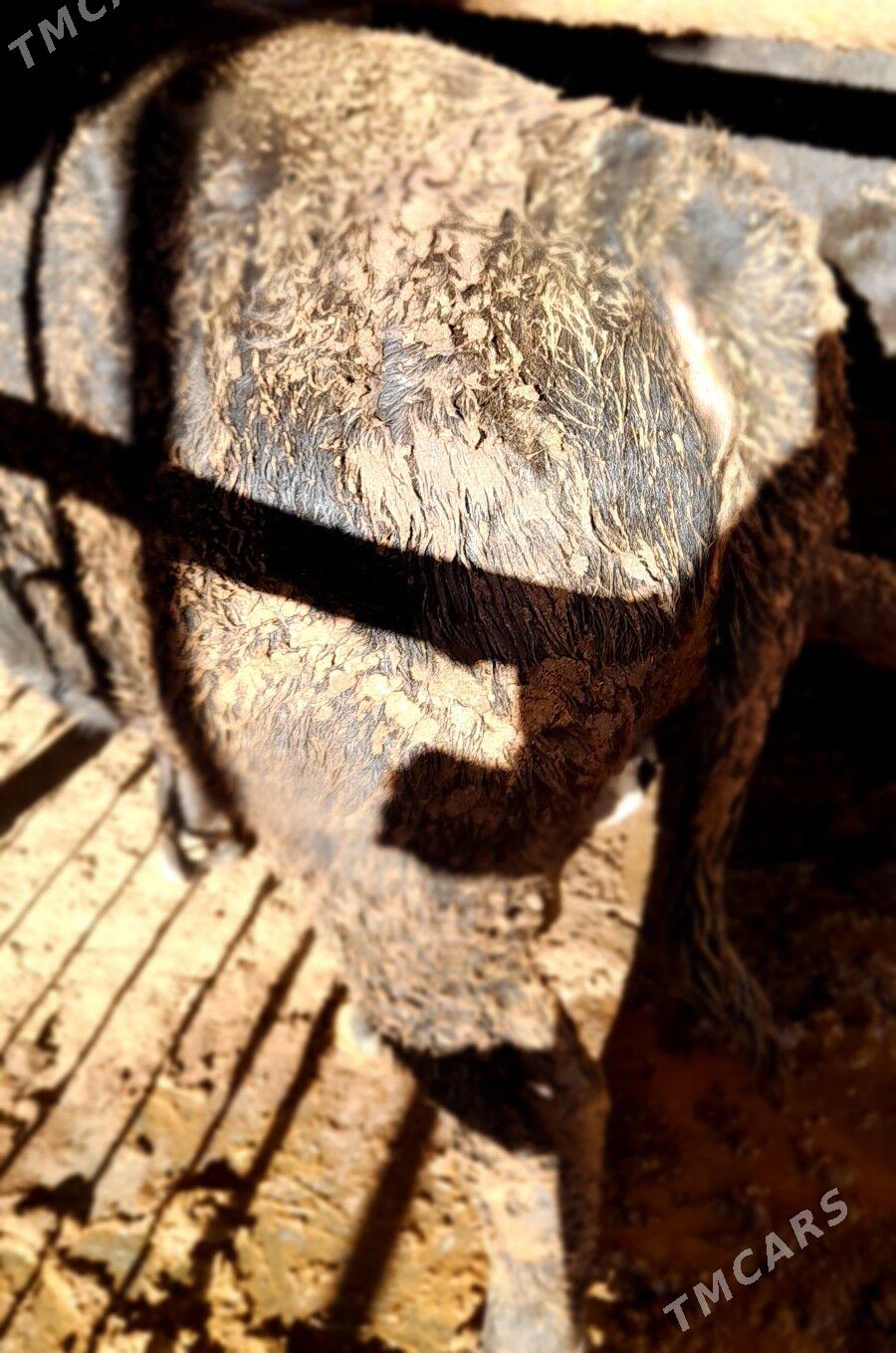 okuz - Garadamak Şor - img 2