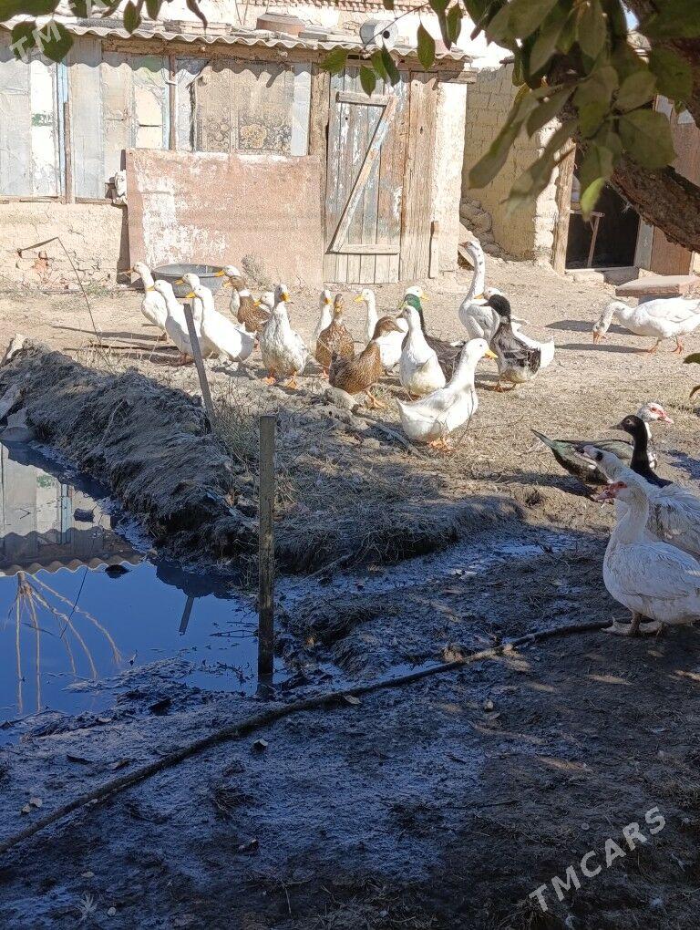 indawutka - Bäherden - img 2