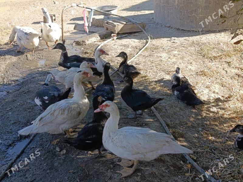 indawutka - Bäherden - img 3