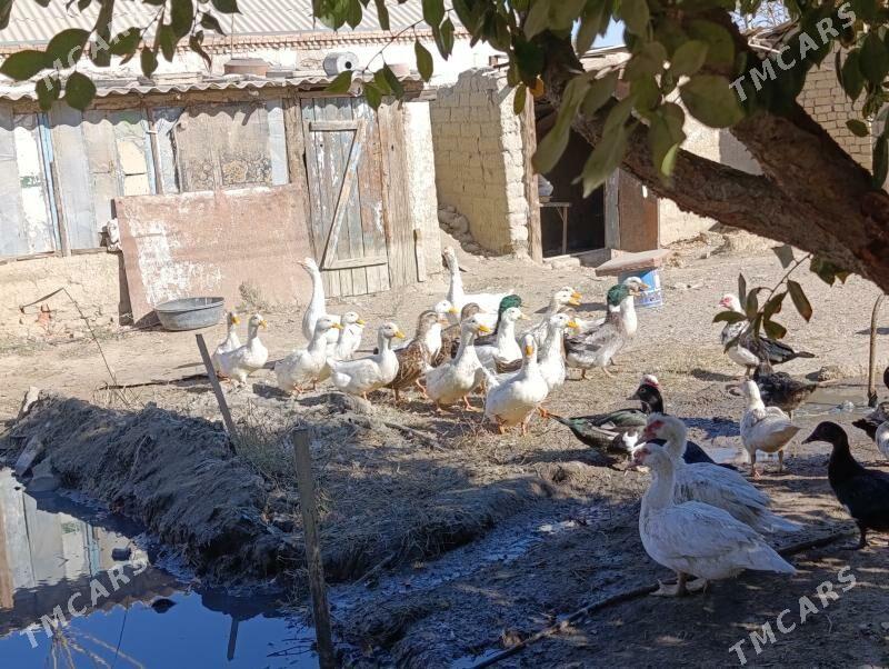 indawutka - Bäherden - img 1