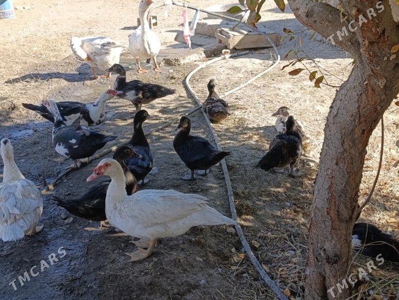 indawutka - Bäherden - img 4