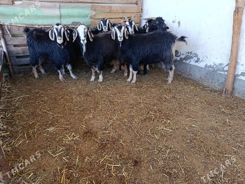 Geçi - Ашхабад - img 2