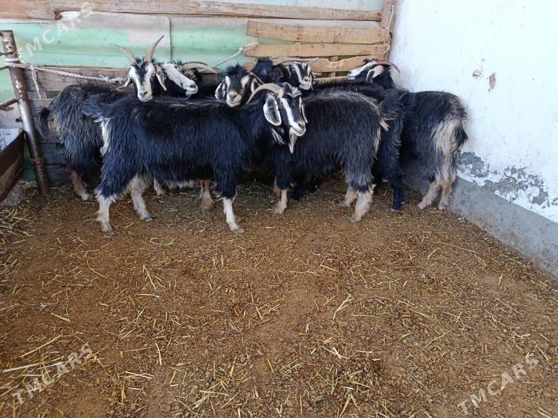 Geçi - Ашхабад - img 1