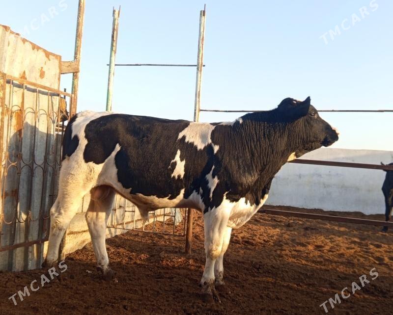 GARALA  GALIŞDEÝIN ÖKÜZ - Gökdepe - img 5