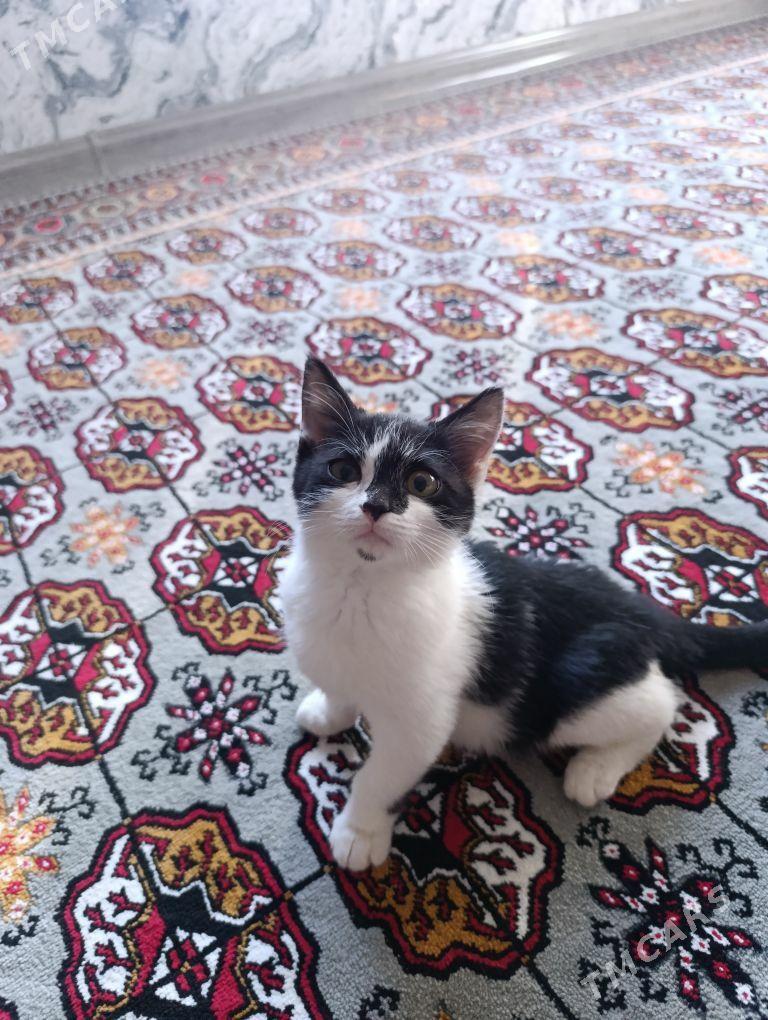 pishik - Daşoguz - img 2