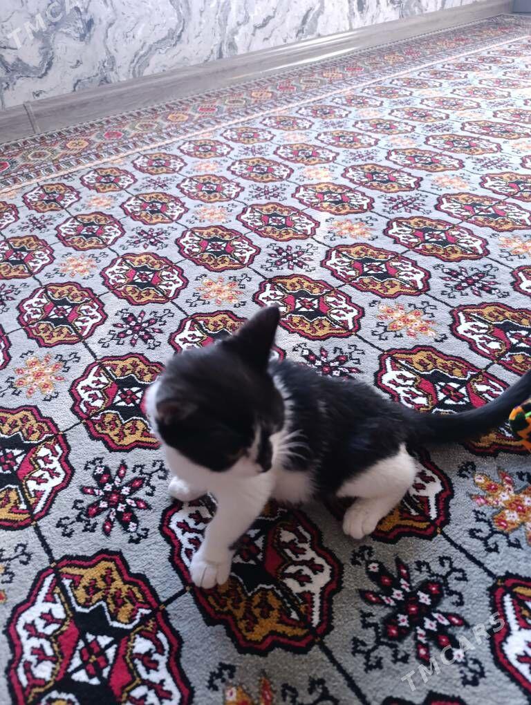 pishik - Daşoguz - img 4