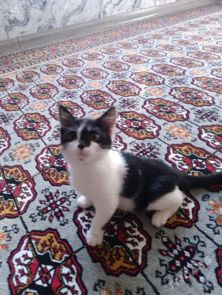 pishik - Daşoguz - img 3