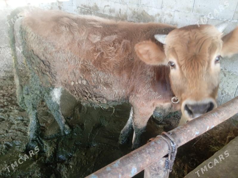 okuz - Бахарден - img 3