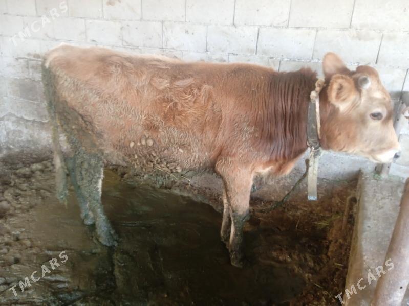 okuz - Бахарден - img 2