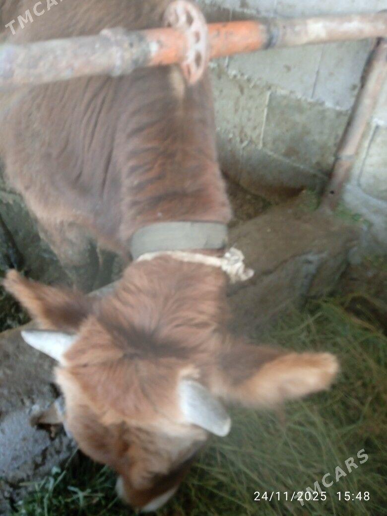 okuz - Бахарден - img 4