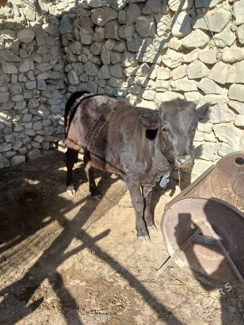 Tuwe - Бахарден - img 2