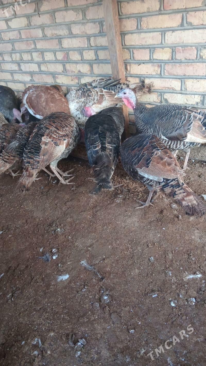 Induk - Мары - img 2