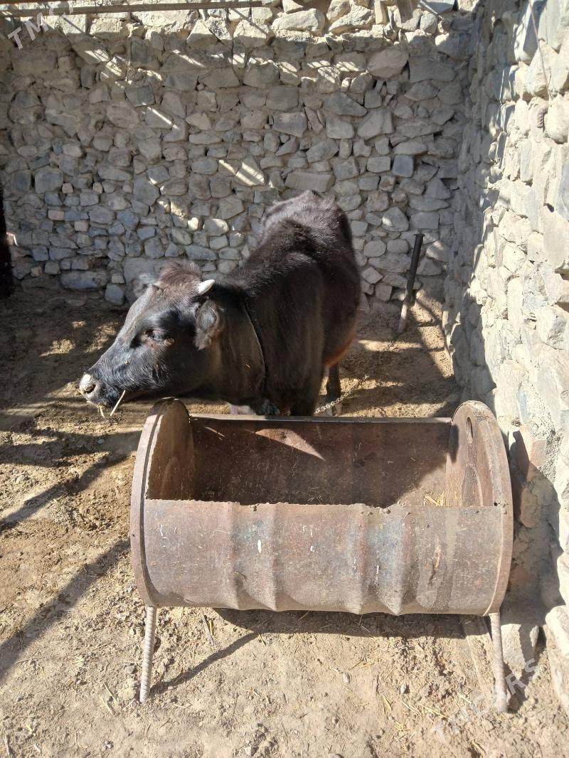 Tuwe - Бахарден - img 1