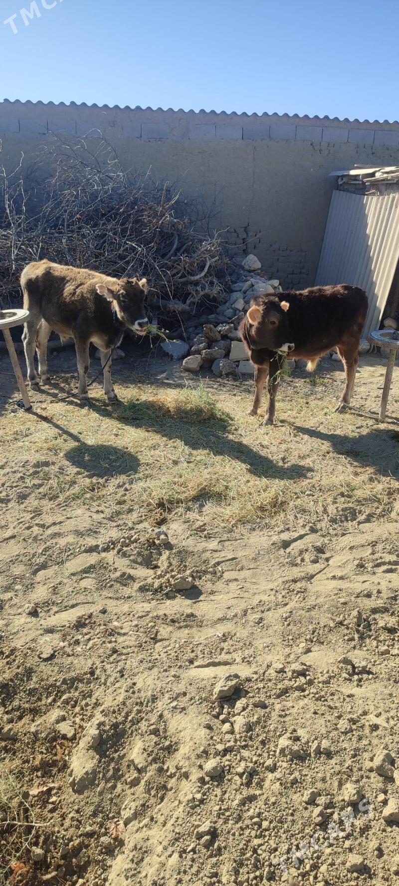 okuzce - Bäherden - img 2