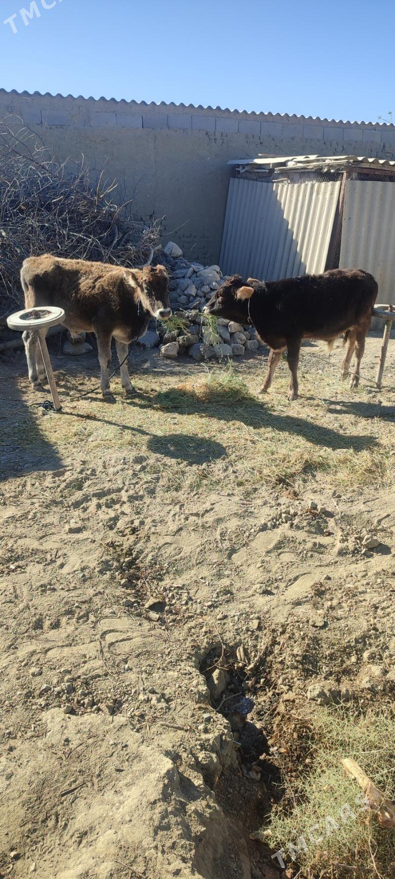 okuzce - Bäherden - img 1